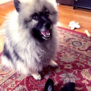 Meet your IM-Posher the Keeshond Yogi